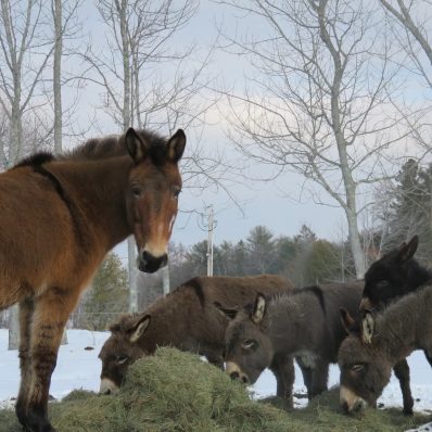 Maple Crest Farm