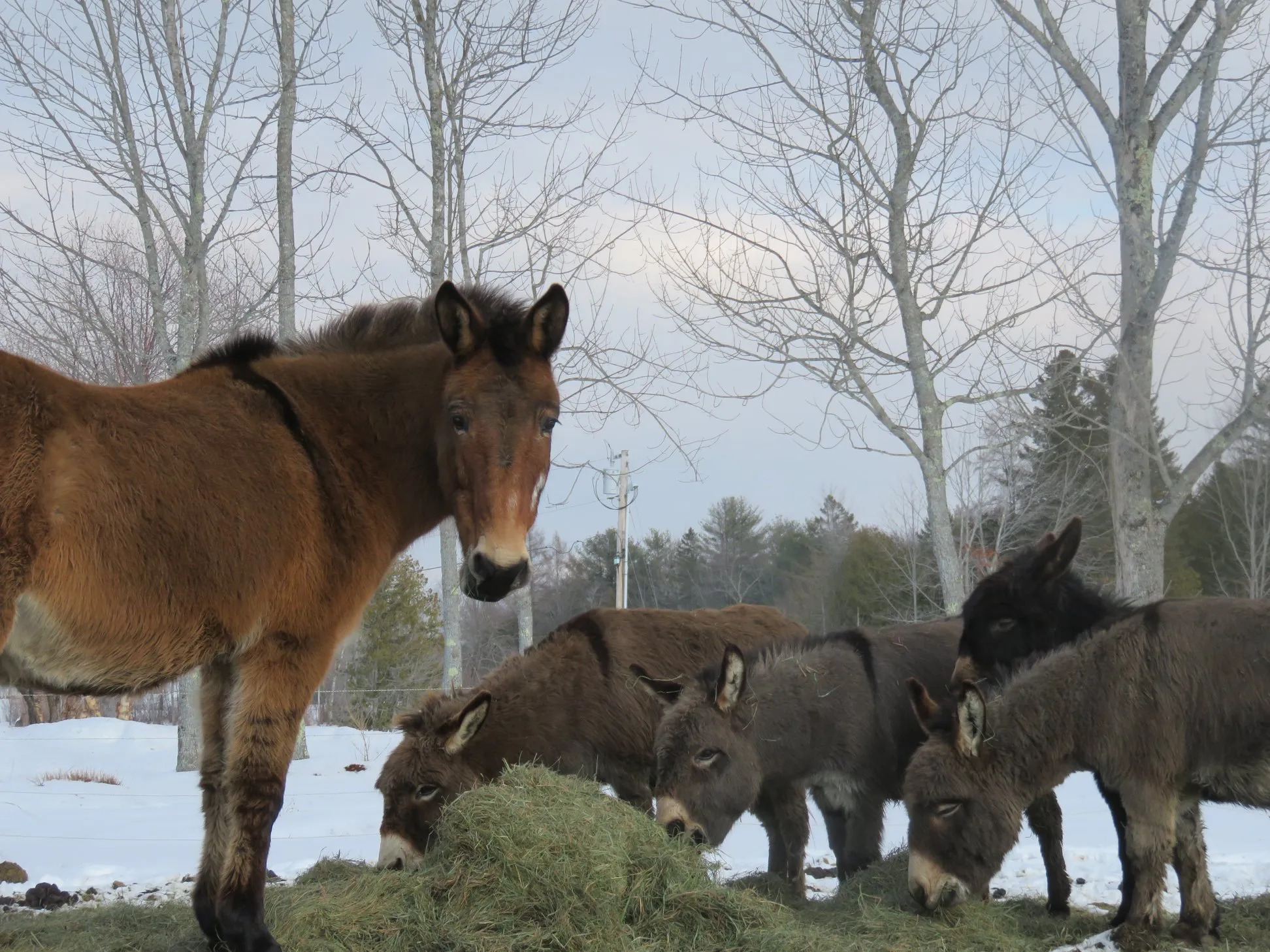 Maple Crest Farm